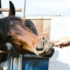 A importância dos cuidados com a dentição dos equinos