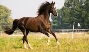 Imagem do post: Síndrome navicular em equinos: compreenda o que é esse problema e como afeta o rebanho