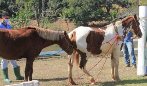 Imagem do post: Coleta de Sêmen Equino: saiba quais são os processos