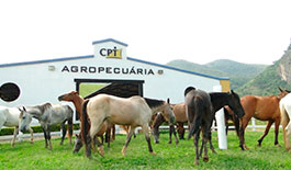 Curso Conhecendo os Cavalos