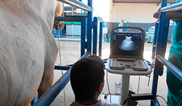 Curso de Cólica Equina