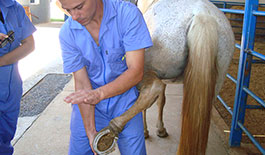 Curso de Diagnóstico de Claudicação em Equinos