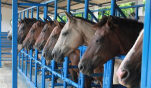 Imagem do post: Reprodução equina: saiba mais sobre a fisiologia reprodutiva das éguas