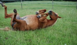 Imagem do post: Tratamento de cólica equina: entenda as principais indicações