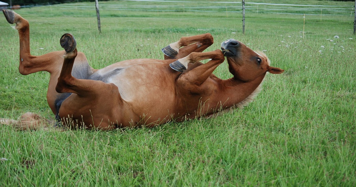 Cólica em Cavalos, que mal é esse que mata os animais?