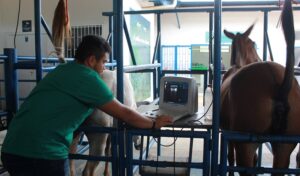 Imagem do post: Vantagens da transferência de embriões em equinos: conheça as principais!