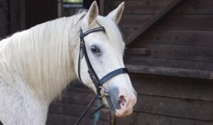 Imagem do post: Como escolher a melhor embocadura para cavalos: tipos e materiais