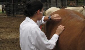 Imagem do post: Sinais vitais de equinos: quais são e como monitorar?