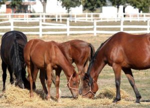 Imagem do post: Alimentação correta dos cavalos