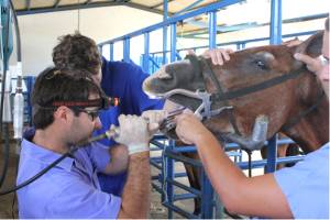 Imagem do post: CPT Cursos Presenciais  – Curso de Odontologia Equina é sucesso garantido!!!