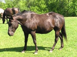 Imagem do post: Excesso de peso nos cavalos não significa boa condição física