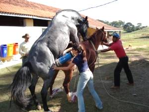 Imagem do post: É profissional da área de reprodução equina? Confira!