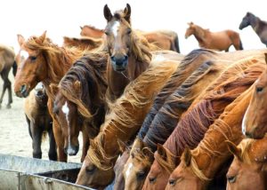 Imagem do post: Uma boa alimentação proporciona saúde ao cavalo