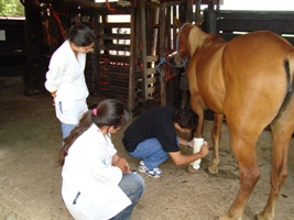 Imagem do post: Cuidados com as feridas e lesões em cavalos