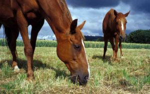 Imagem do post: Dores na mastigação dos cavalos