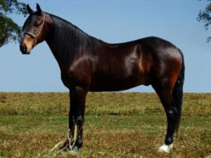 Imagem do post: Características de um cavalo saudável