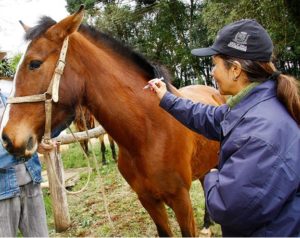 Imagem do post: Anestesia do esqueleto axial de equinos