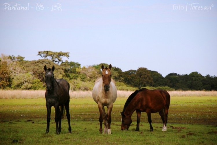 Cavalo Pantaneiro - Raça se adaptou ao Pantanal - MS Por Favor