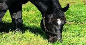 Imagem do post: 3 dicas infalíveis para manter a pastagem para equinos saudável!