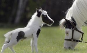 Imagem do post: Cavalo de 51cm é o menor do mundo