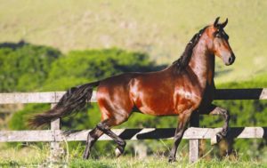 Imagem do post: 32º Exposição Nacional do Cavalo Mangalarga Marchador