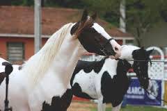 Imagem do post: 33ª Exposição Nacional do Cavalo Mangalarga