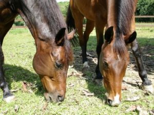 Imagem do post: Engorda de cavalos abaixo do peso