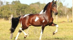 Imagem do post: 35ª Exposição Nacional do Cavalo Mangalarga Marchador será em julho