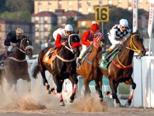 Imagem do post: Ração aumenta desempenho de cavalos de competição