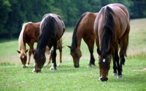 Imagem do post: Nos EUA, Roubos de rabos de cavalos intrigam a polícia