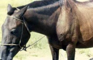 Imagem do post: Anemia infecciosa equina: saiba como evitar a transmissão
