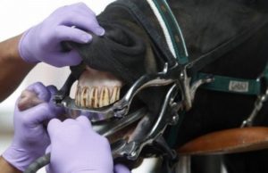 Imagem do post: Cavalos também precisam de cuidados odontológicos!