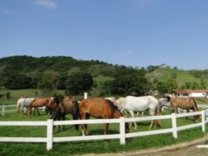 Imagem do post: Nutrição equina – primeiro passo para um animal saudável