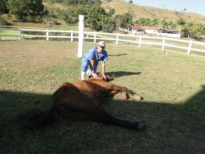 Imagem do post: Primeiros socorros em equinos: Como proceder em casos de emergência