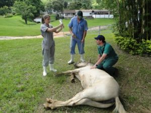 Imagem do post: Anestesia intravenosa total em Equinos