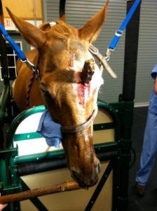 Imagem do post: Curioso caso do cavalo que teve madeira cravada na cabeça e sobreviveu