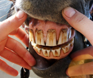 Imagem do post: Conheça o desenvolvimento odontológico dos equinos