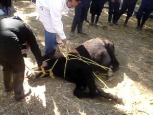 Imagem do post: Derrubamento de equinos: método antigo e nacional