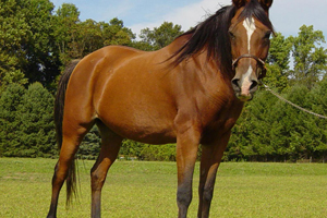 Imagem do post: Encefalomielite equina