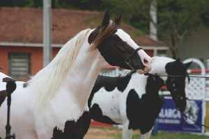 Imagem do post: Vem aí a 33ª Exposição Nacional do Cavalo Mangalarga