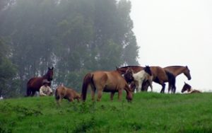 Imagem do post: Nutrição dos Equinos