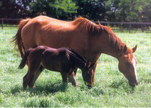 Imagem do post: Nutrição Equina: Fator Essencial para o Desenvolvimento e Desempenho do Animal