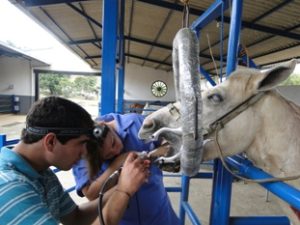 Imagem do post: Odontologia equina