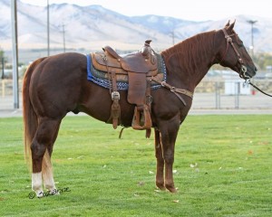 Imagem do post: Pop Super Horse é uma das grandes atrações do Campeonato Nacional da Raça Quarto de Milha