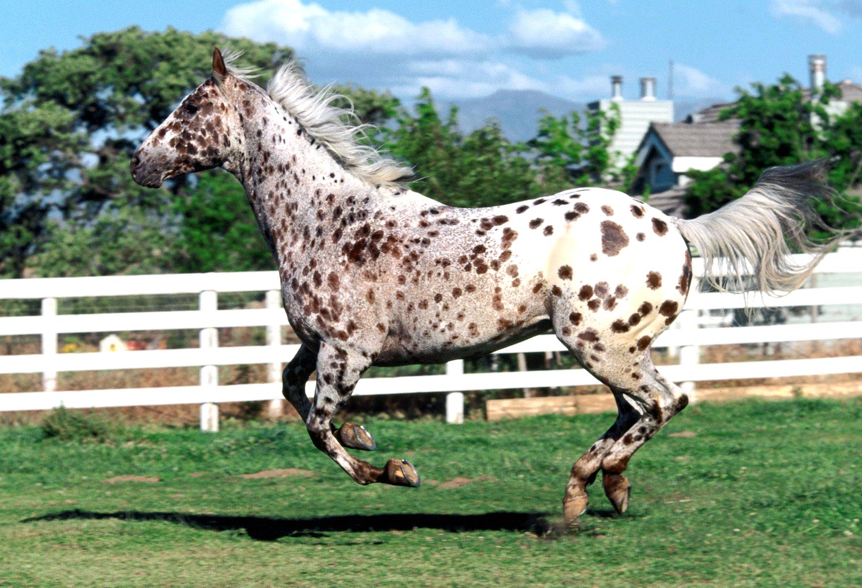 Pelagem pintada é um dos diferenciais dos cavalos appaloosa, Nosso Campo