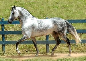 Imagem do post: A importância da Flexão no Adestramento do Cavalo Mangalarga-Marchador