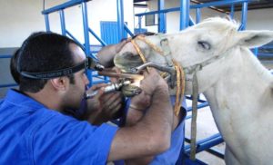 Imagem do post: A importância da odontologia na saúde dos cavalos