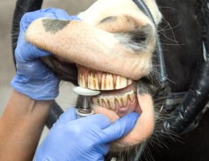 Imagem do post: A importância da profilaxia dentária equina