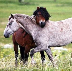 Imagem do post: A importância de conhecer o comportamento do cavalo