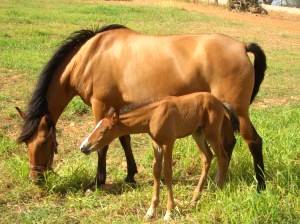 Imagem do post: A importância do manejo reprodutivo em equinos